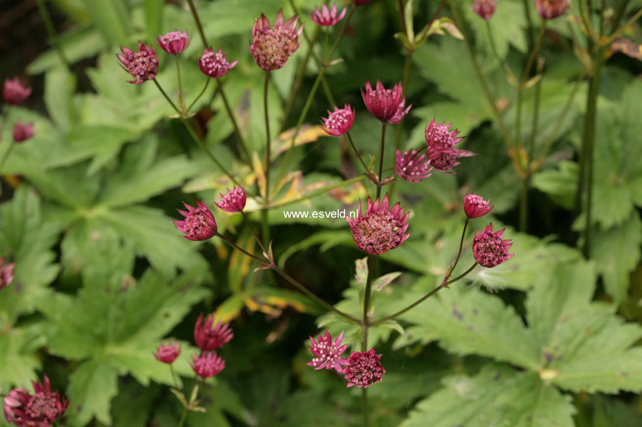 Astrantia major 'Ruby Star'