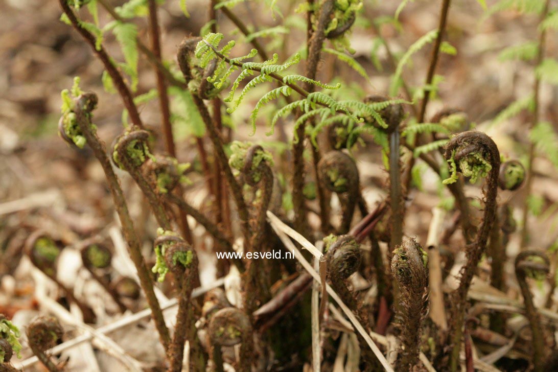 Athyrium filix-femina 'Rotstiel'
