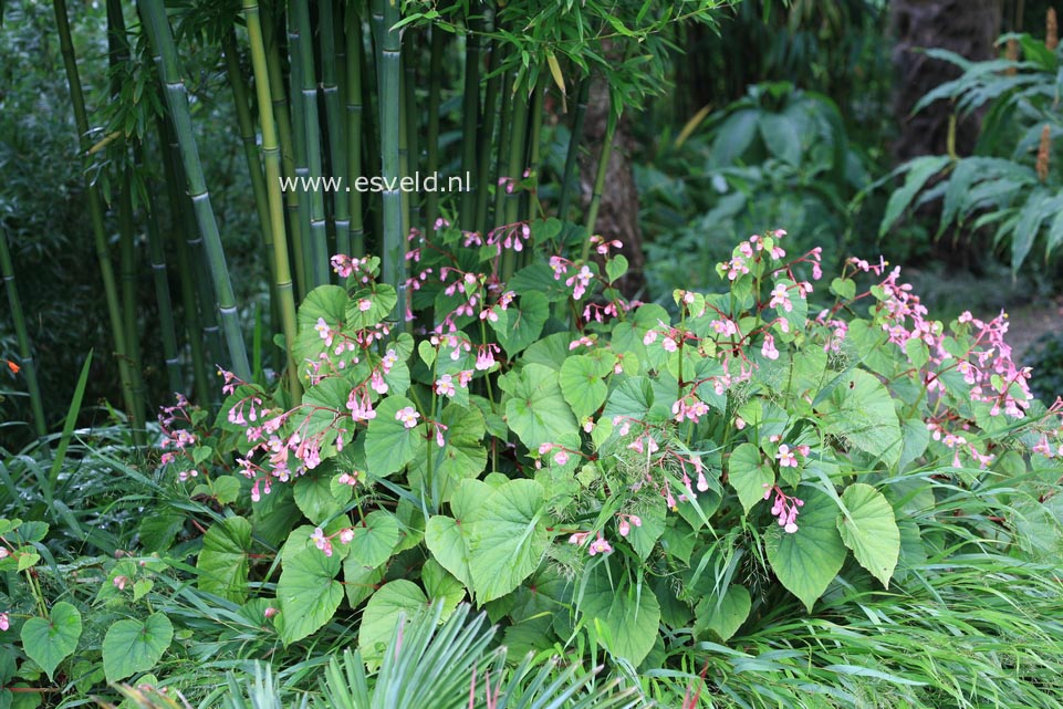 Begonia grandis