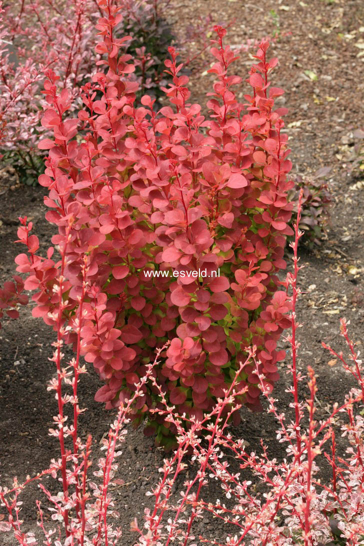 Berberis thunbergii 'Orange Rocket'