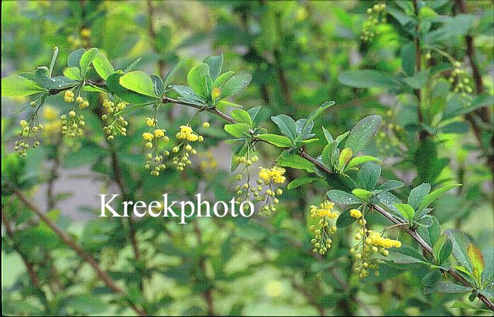 Berberis vulgaris
