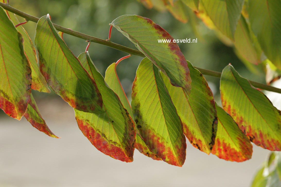 Berchemia racemosa