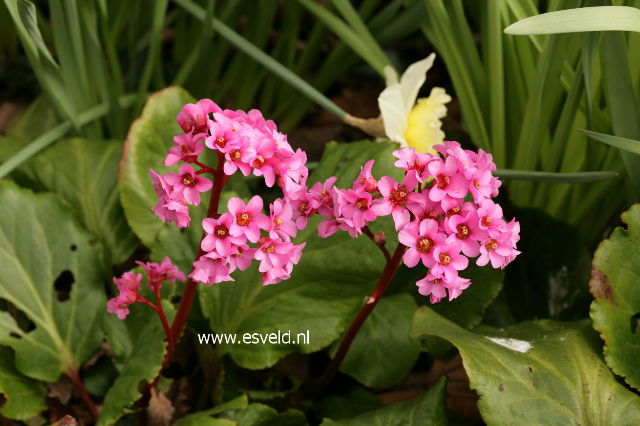 Bergenia 'Morgenrote'