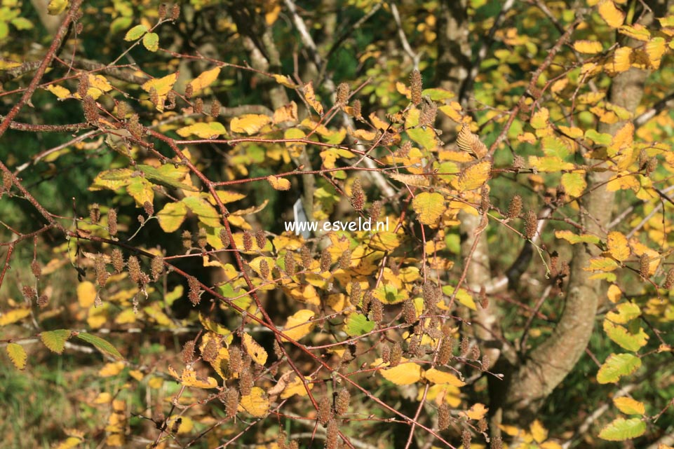 Betula chichibuensis