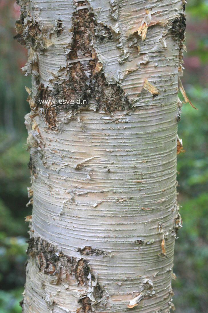 Betula ermanii 'Grayswood Hill'