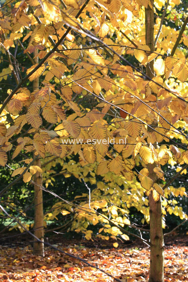 Betula maximowicziana