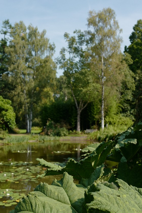 Betula pendula 'Crispa'