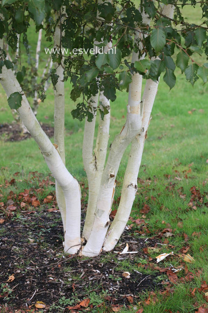 Betula utilis 'Grayswood Ghost'