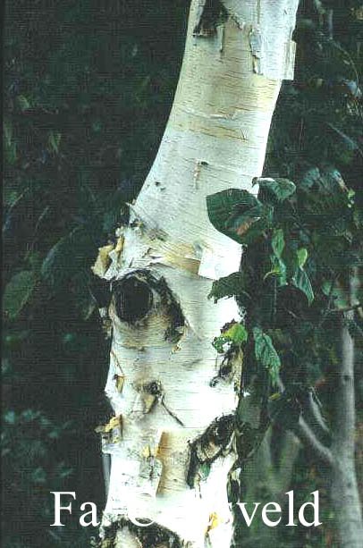 Betula utilis 'Jermyns'