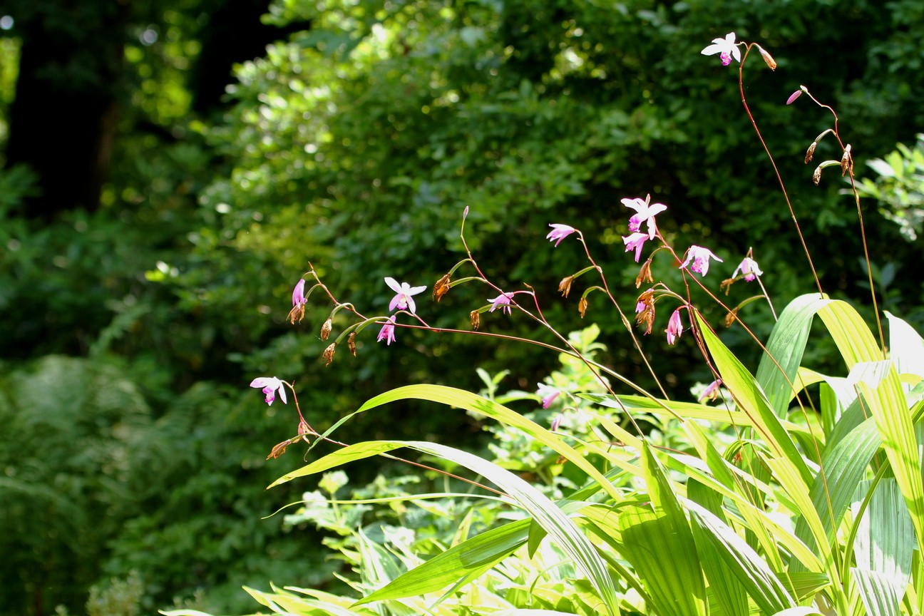 Bletilla striata