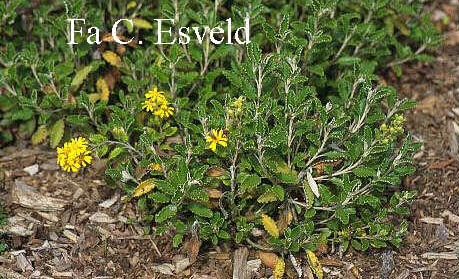 Brachyglottis monroi