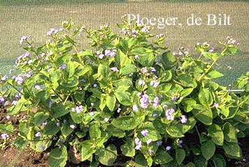 Brunnera macrophylla