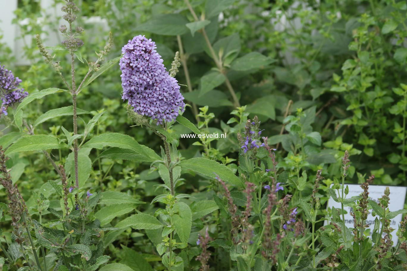 Buddleja davidii 'Blue Chip'