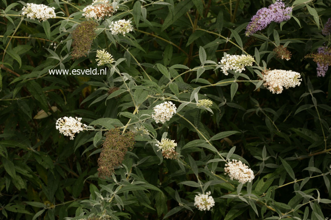 Buddleja davidii 'White Spread'