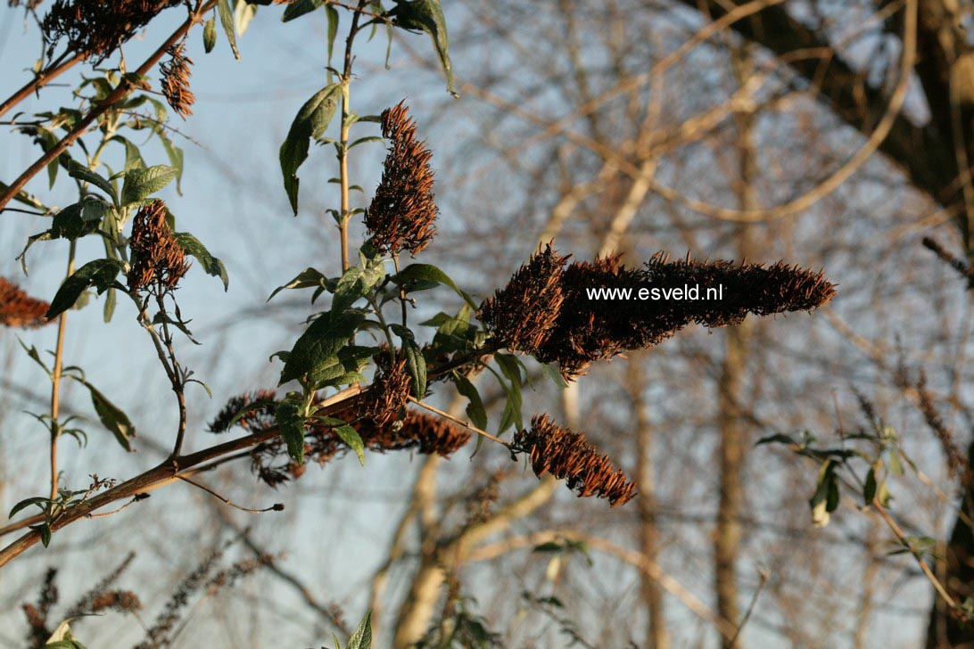 Buddleja davidii