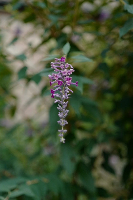 Buddleja lindleyana