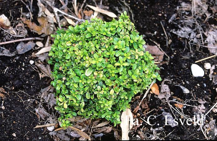 Buxus 'Green Pillow'