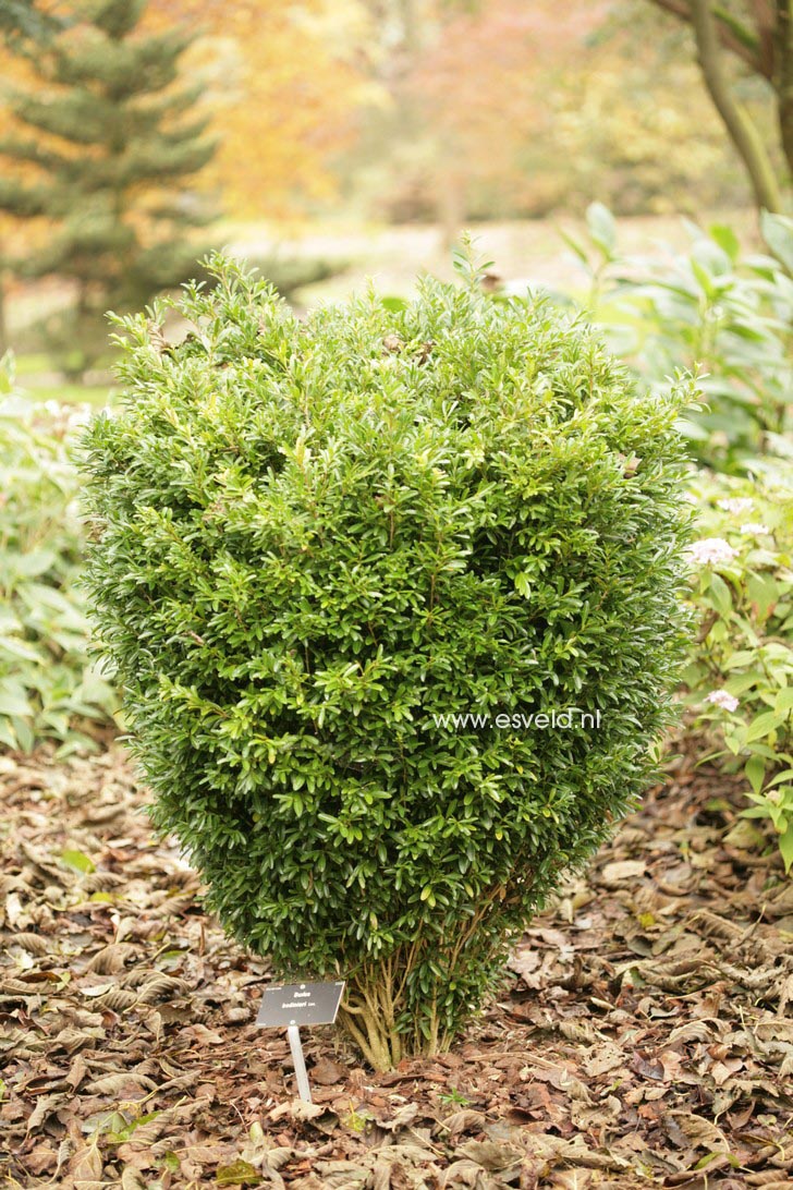 Buxus bodinieri