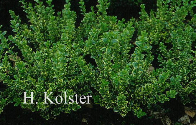 Buxus microphylla 'Golden Triumph'