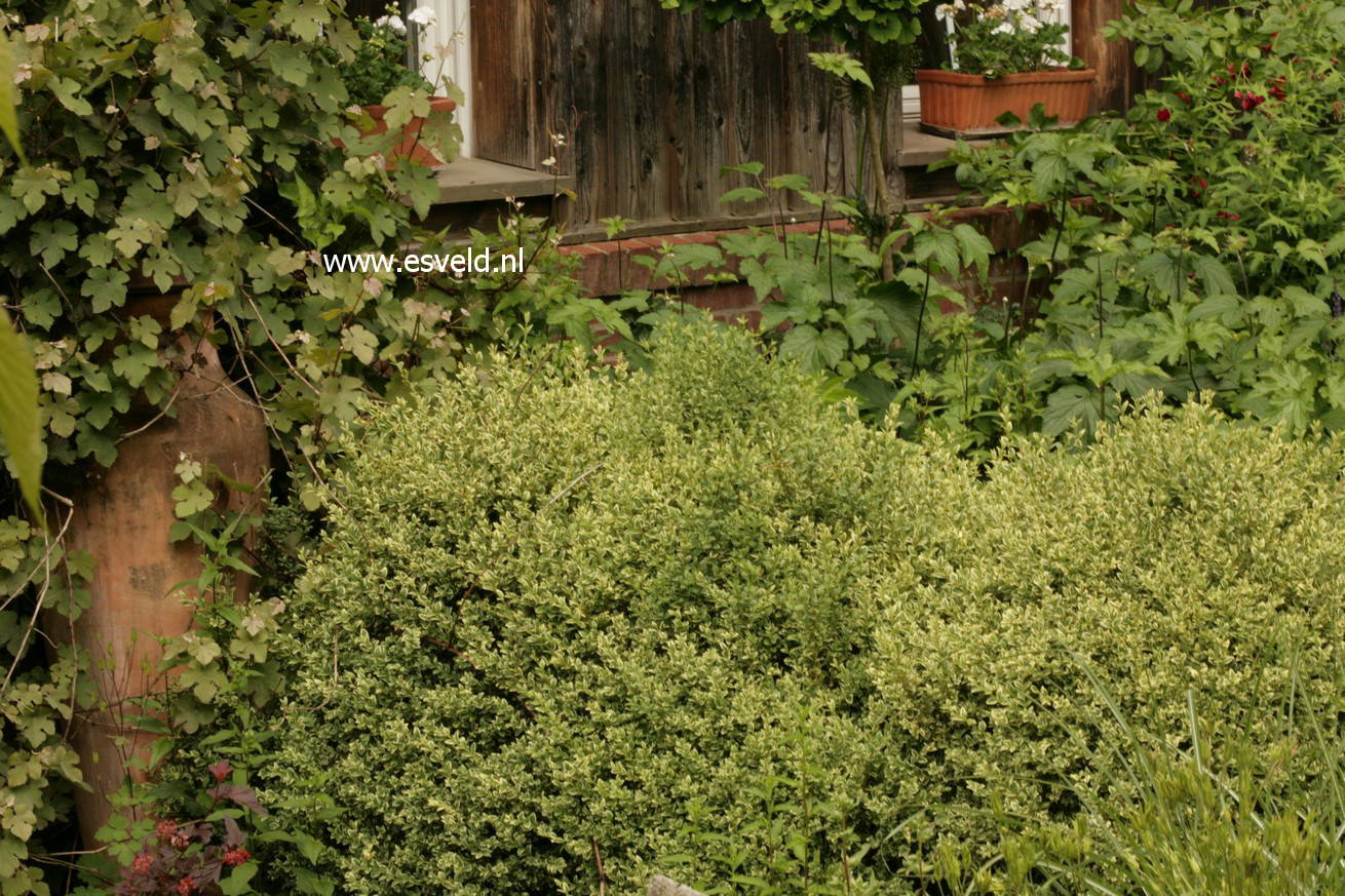Buxus sempervirens 'Elegantissima'