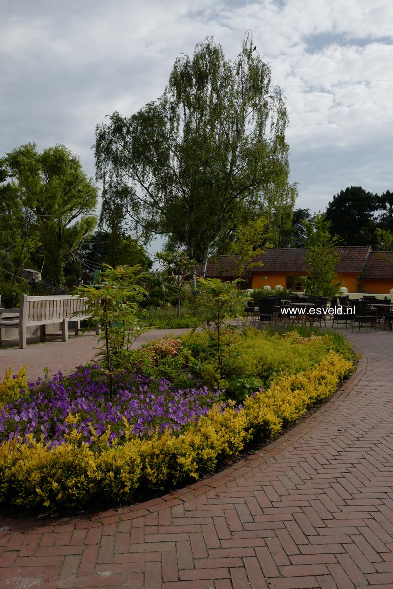 Buxus sempervirens 'King Midas'