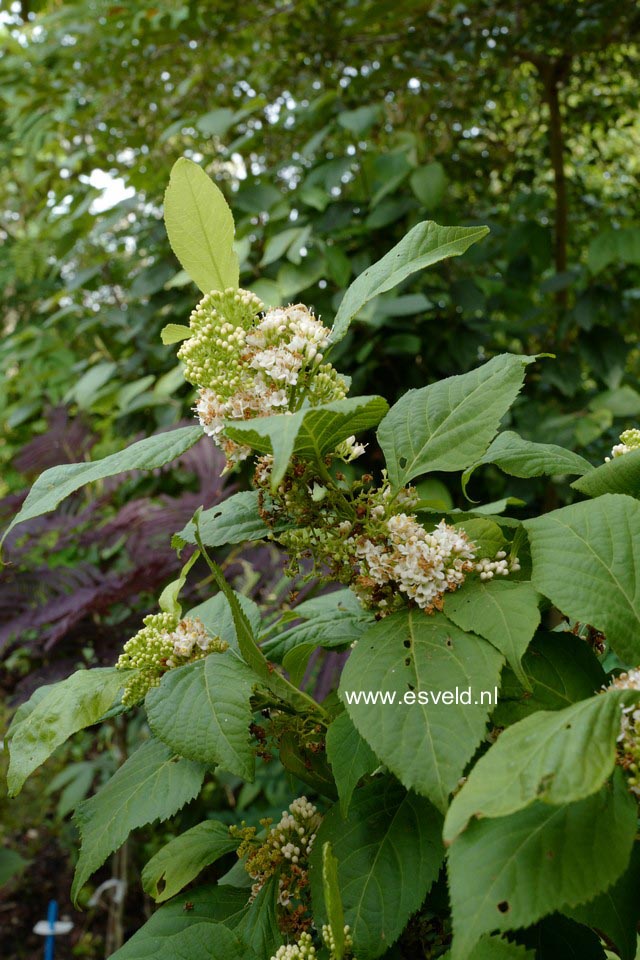 Callicarpa japonica 'Leucocarpa'