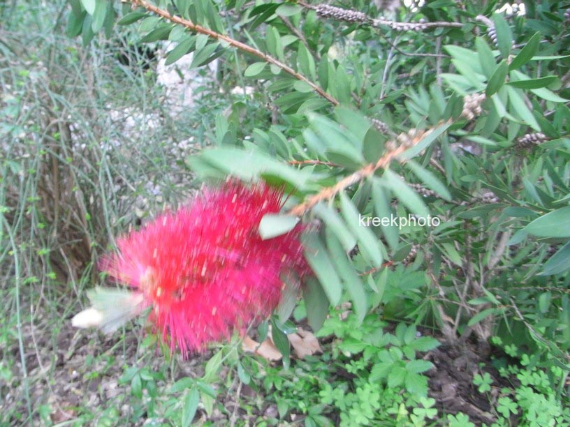 Callistemon citrinus