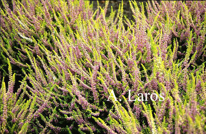 Calluna vulgaris 'David Hagenaars'