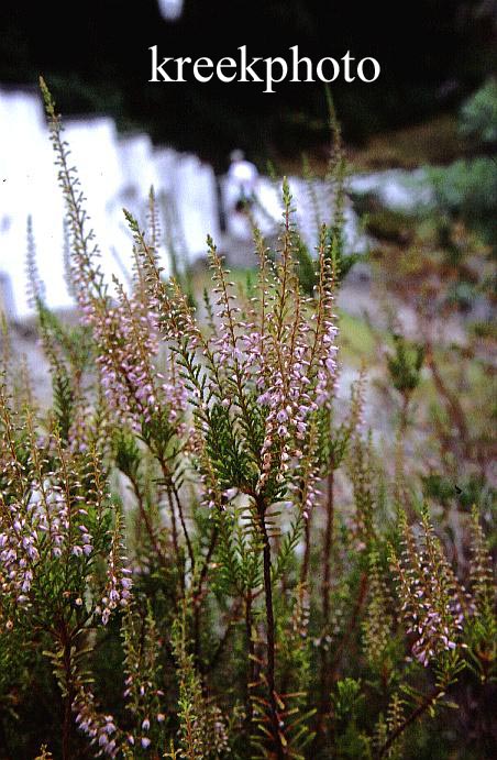 Calluna vulgaris