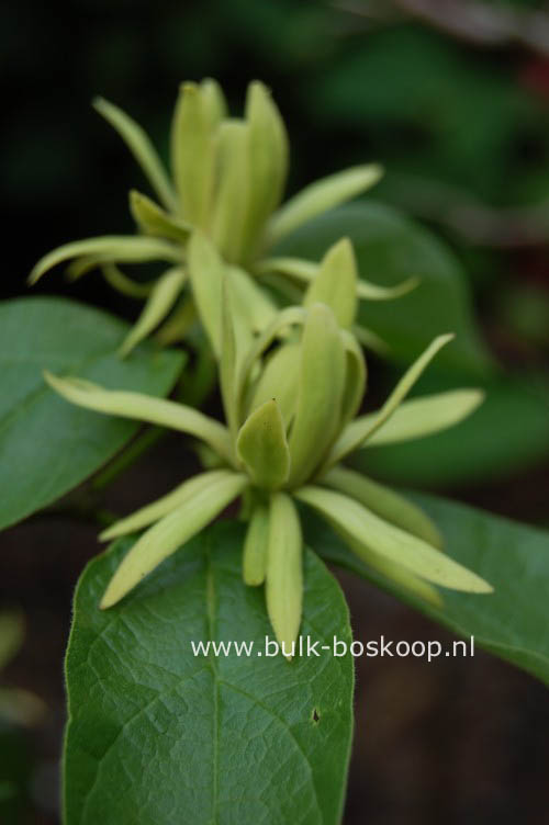 Calycanthus floridus 'Athens'