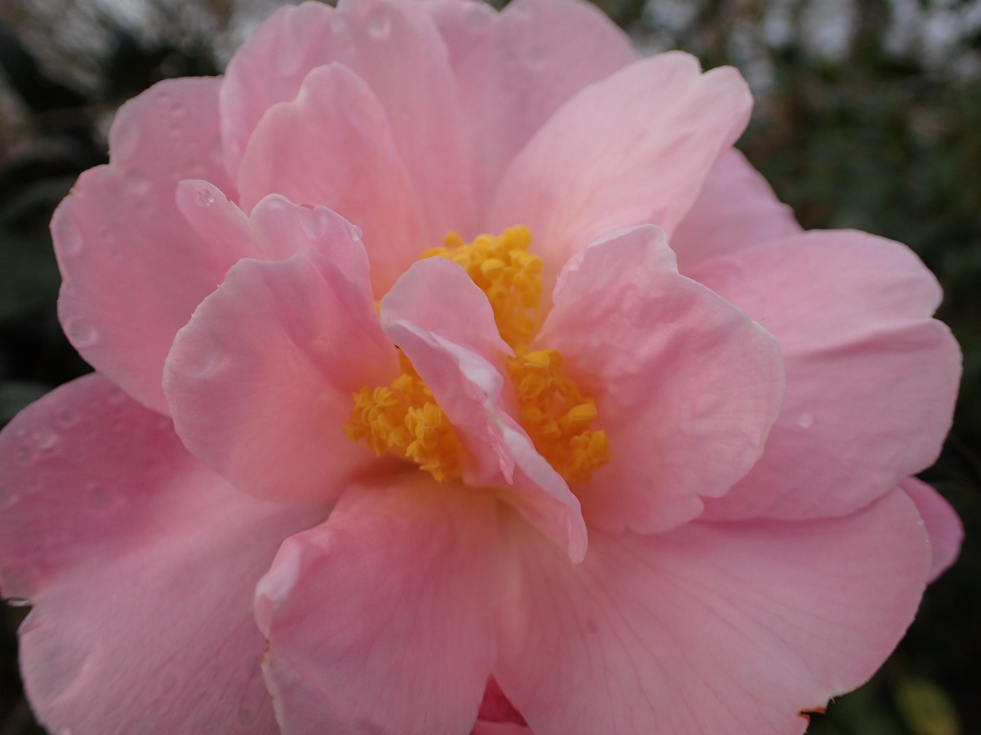 Camellia 'Arctic Dawn'