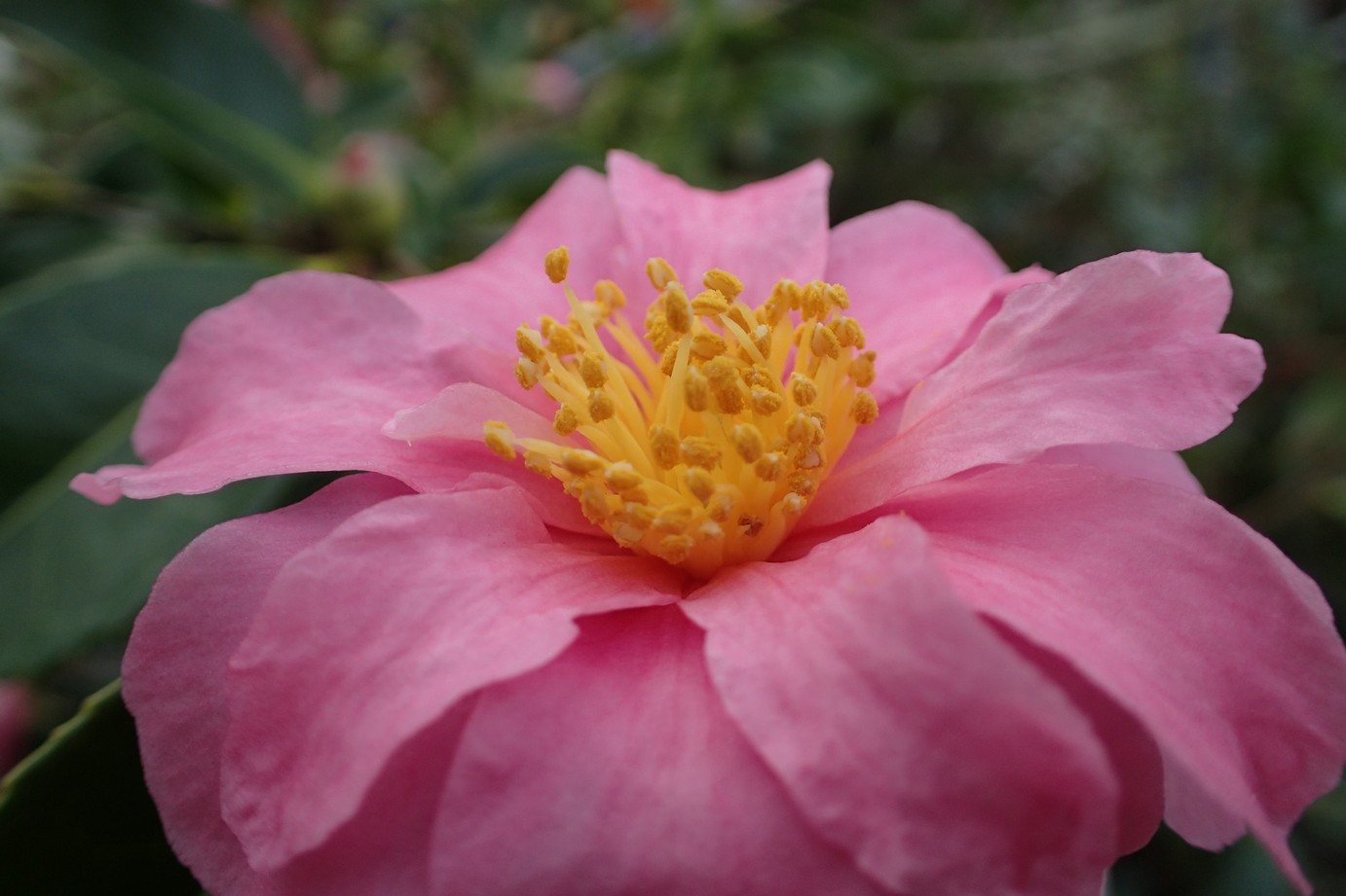 Camellia 'Ashton's Pink'