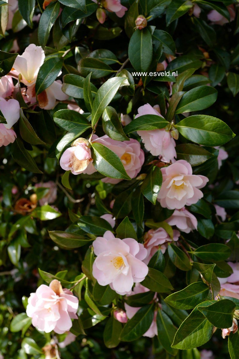 Camellia 'Barbara Clark'