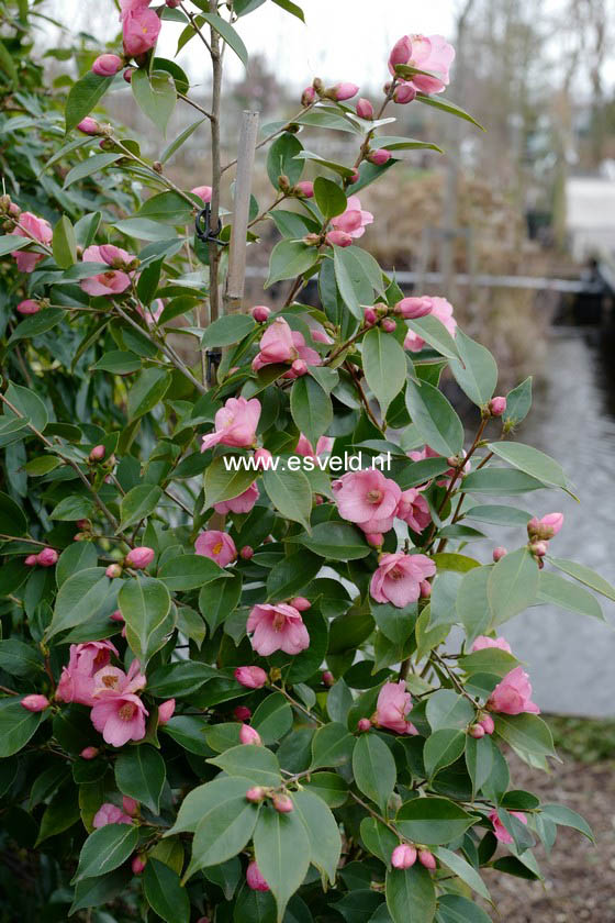 Camellia 'Cornish Spring'