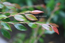 Camellia 'Elina Cascade'