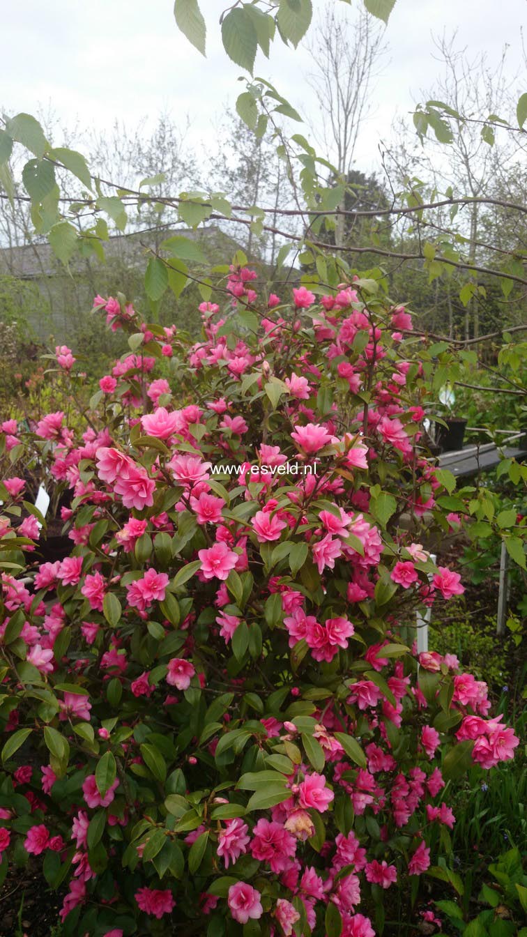Camellia 'Fairy Wand'