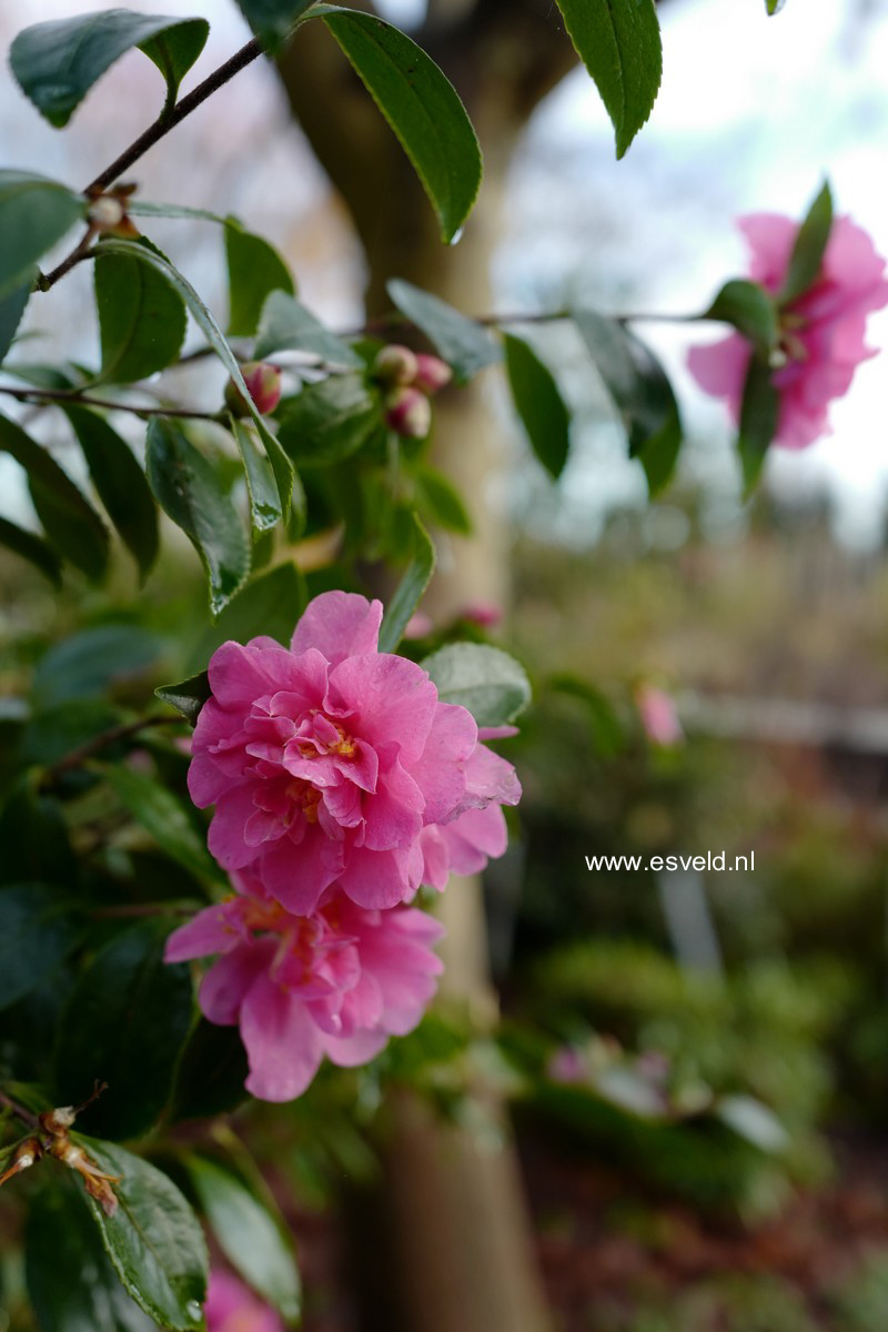 Camellia 'Frost Prince'