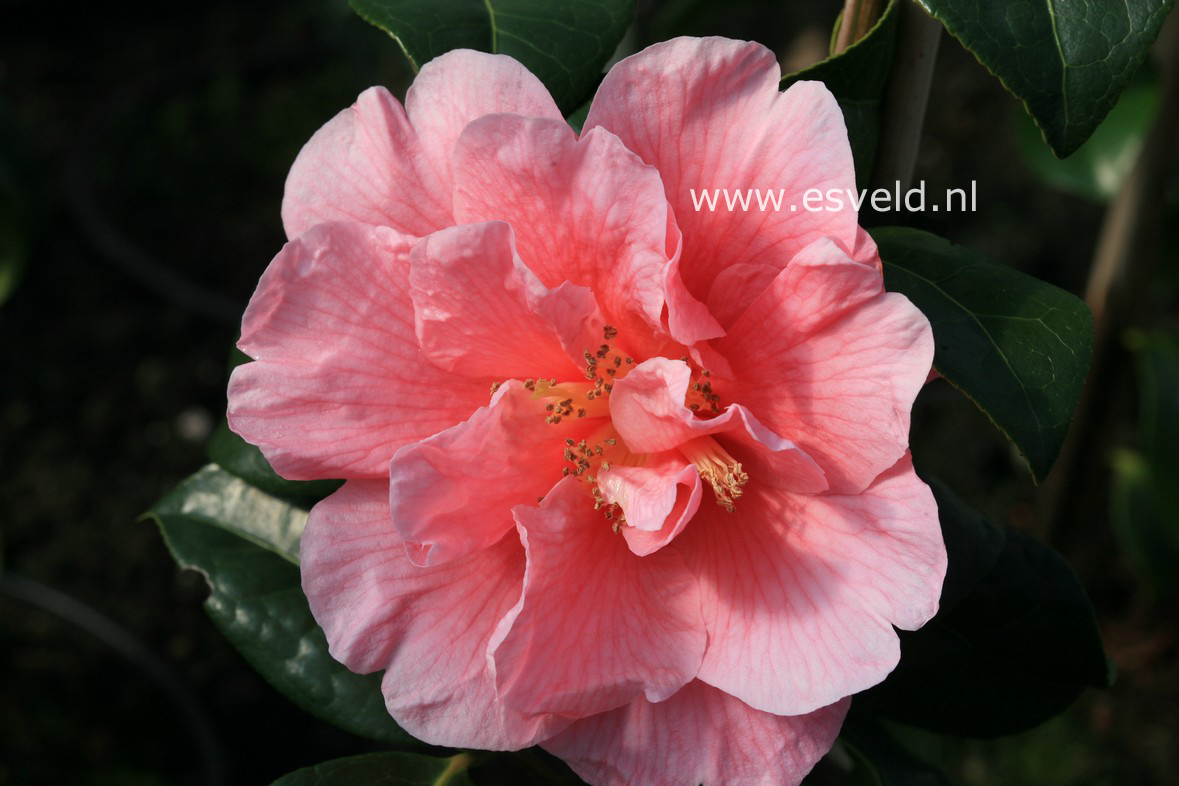 Camellia 'Ice Follies'
