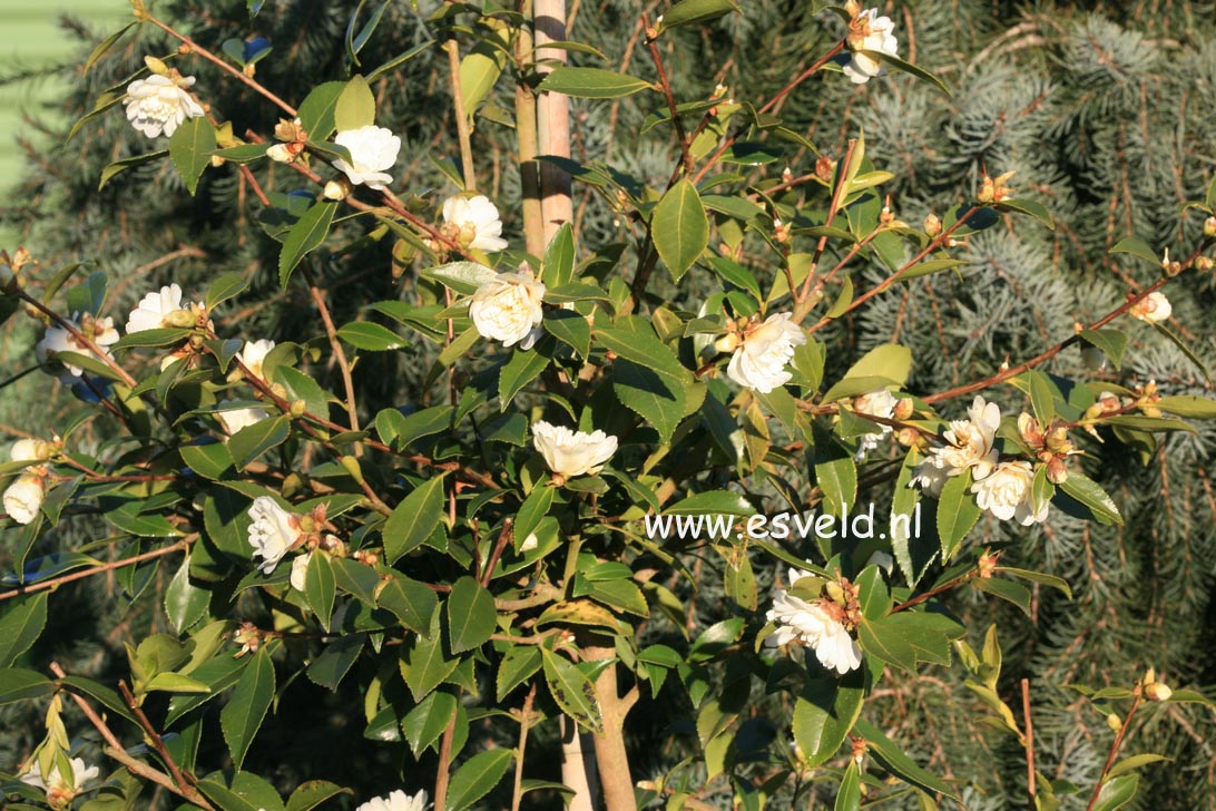 Camellia 'Snow Flurry'