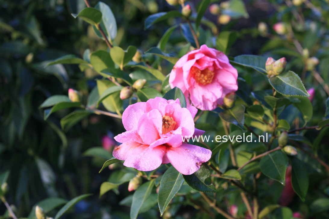 Camellia 'Snow Girl'