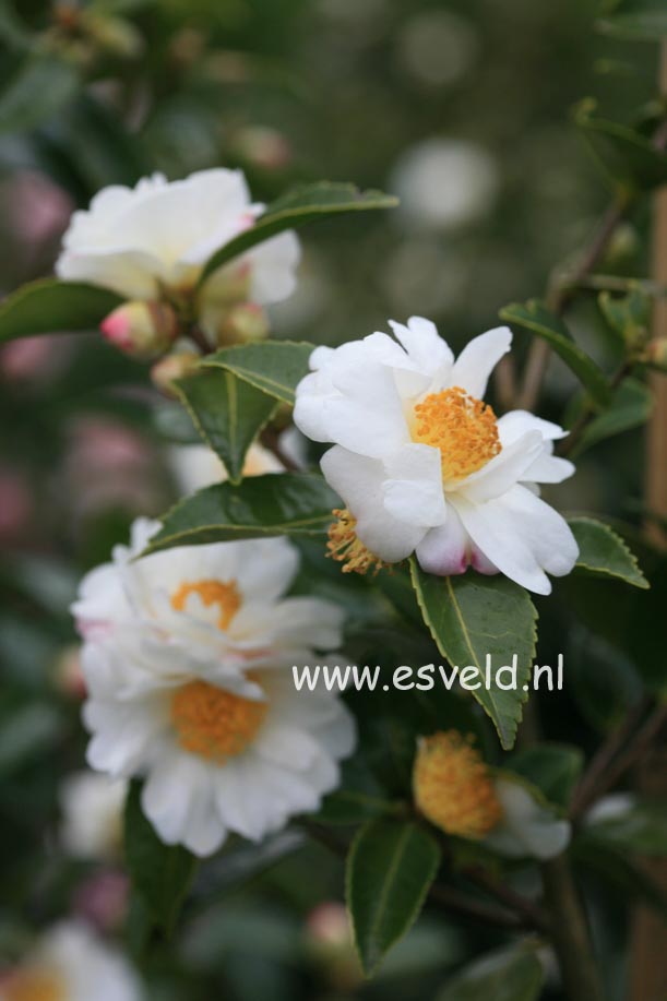 Camellia 'Winter's Cupid'