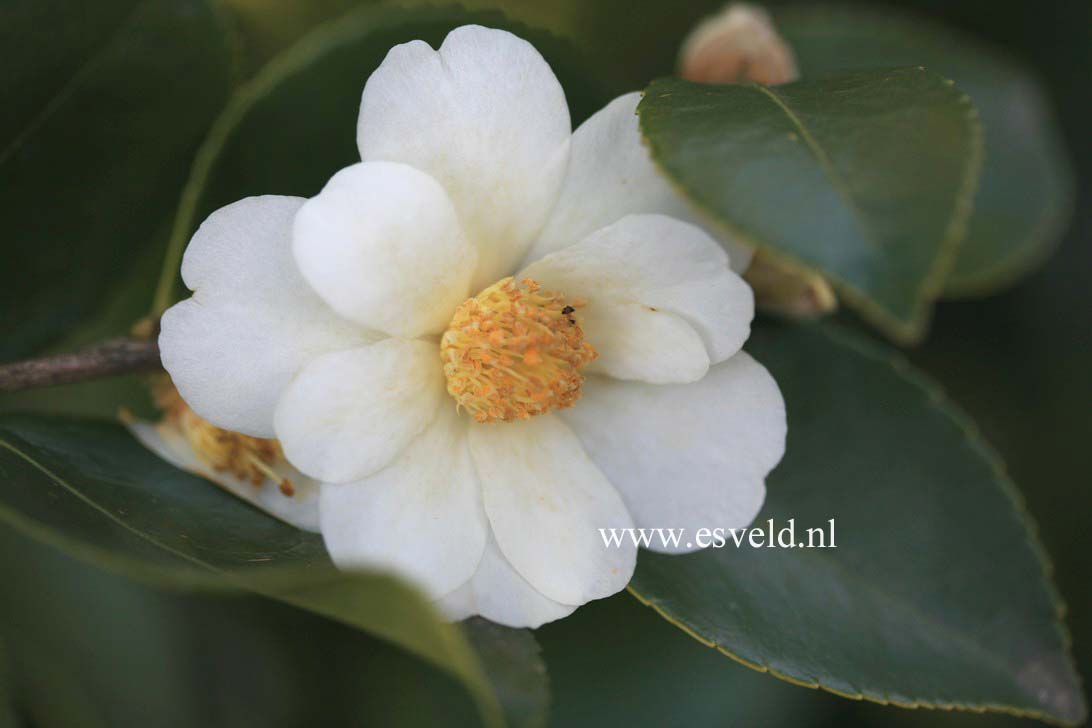 Camellia 'Winter's Hope'