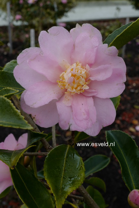 Camellia 'Winter's Interlude'