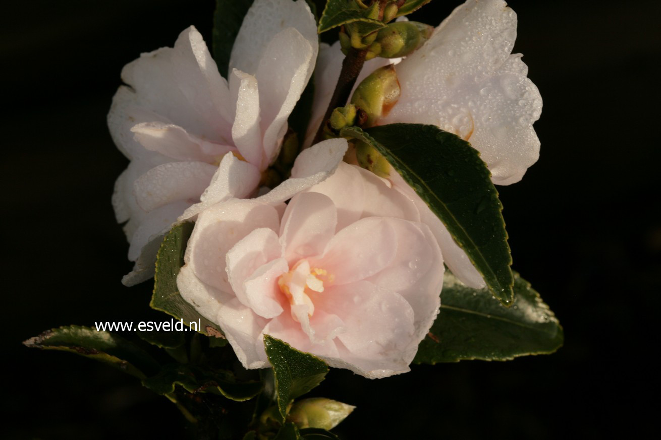 Camellia 'Winter's Rose'