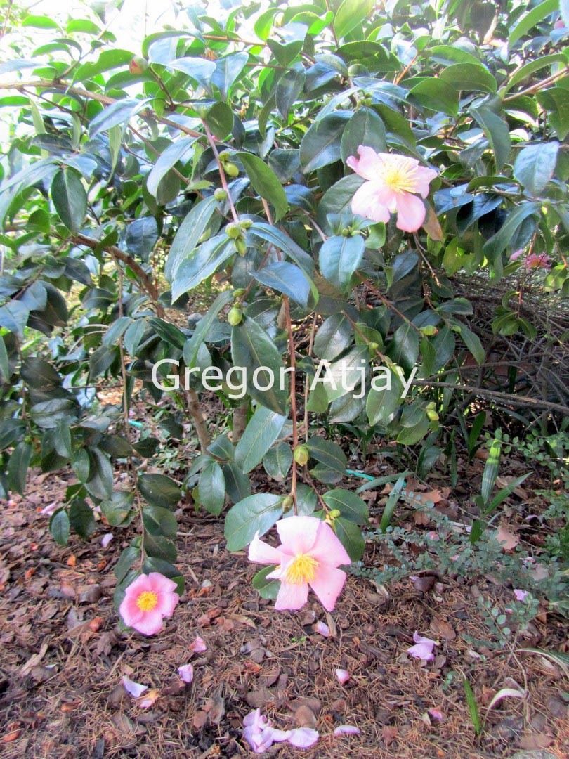 Camellia 'Winter's Star'