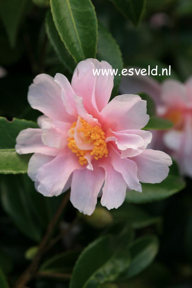 Camellia 'Winter's Toughie'