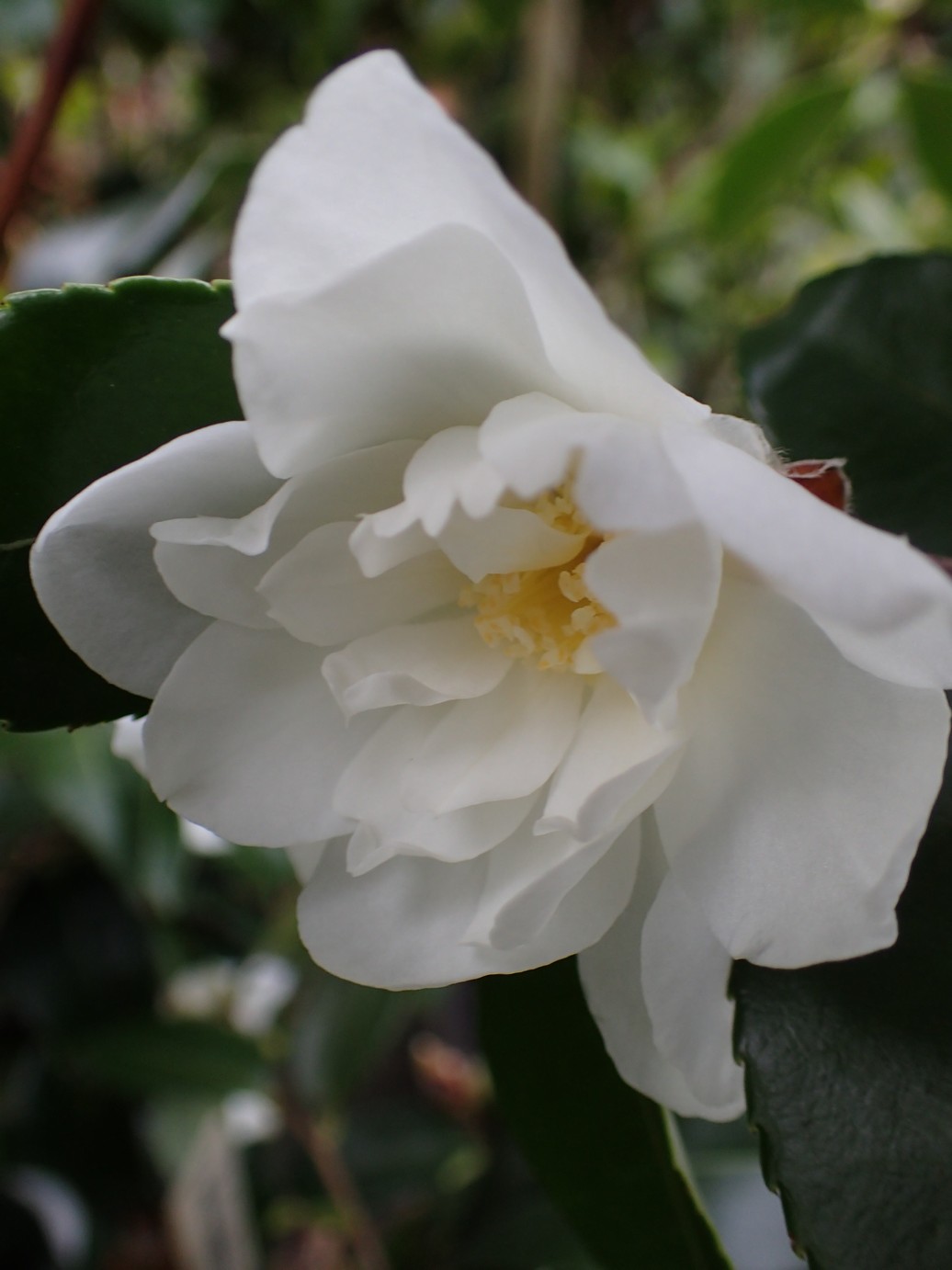 Camellia 'Winter's Waterlily'