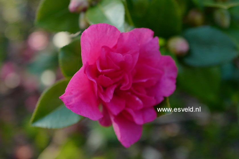 Camellia hiemalis 'Bonanza'