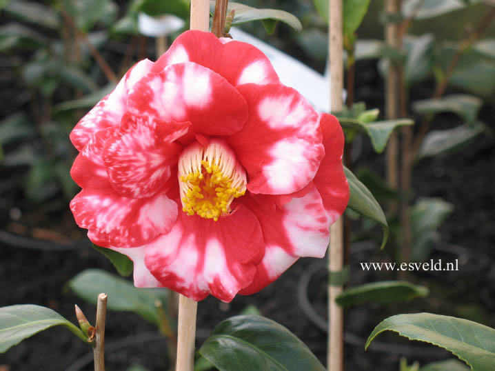 Camellia japonica 'Adolphe Audusson'