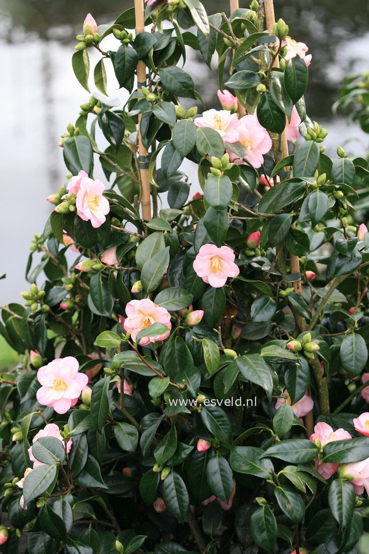 Camellia japonica 'Berenice Boddy'